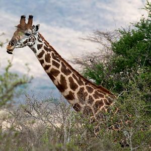 Giraffe with a persistent oxpecker
