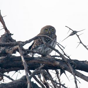 Pearl-spotted Owlet
