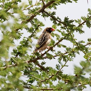 Red-billed Quelea