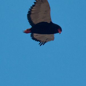 Bateleur