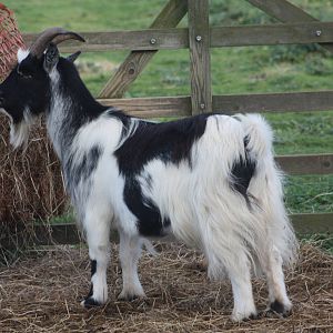 Goat, 29th October 2014