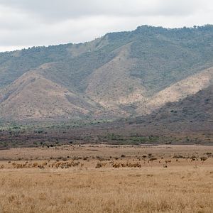 Kamakota Hills (with eland and zebra)