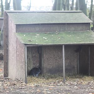 Closer view of wallaby shelter, 29th October 2014