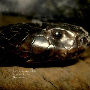 Black spitting cobra (Naja nigricollis)