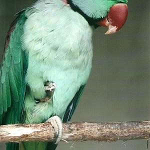 Alexandrine Parakeet, 26th September 2013