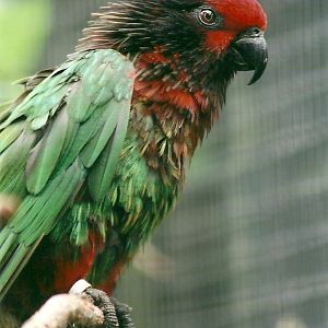Yellow-streaked Lory, 26th September 2013