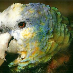 St Vincent Amazon, 26th September 2013