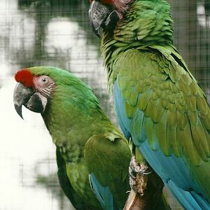 Military Macaws, 26th September 2013