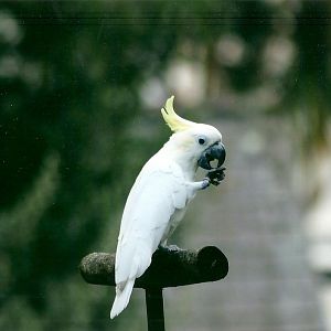 Lesser Sulphur-crested Cockatoo, 26th September 2013
