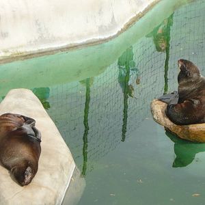 Northern fur seals