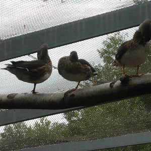 Perching ducks (Wood duck or Mandarin duck females)