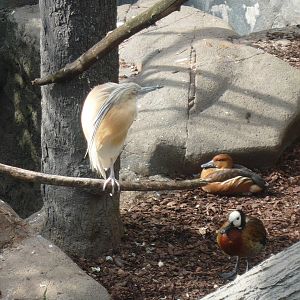 Squacco heron, White-faced whistling duck and Fulvous whistling duck