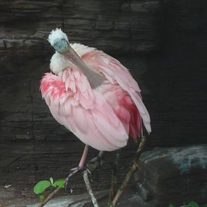 Roseate spoonbill