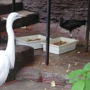 Great egret and Glossy ibis