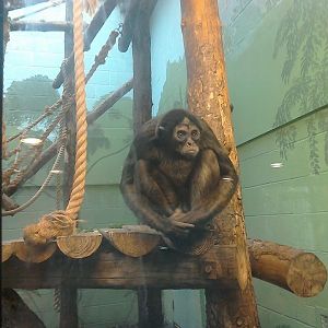 Brown Spider Monkey - 25/01/15