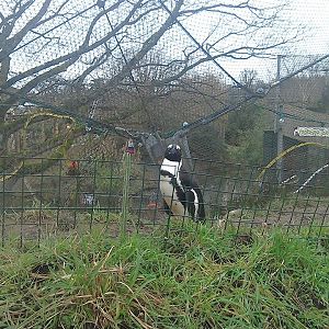 African Penguin - 25/01/15