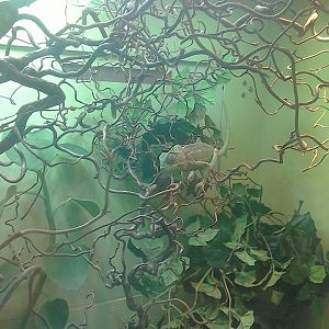 Juvenile Common Chameleon - 25/01/15