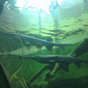 Paddlefish - 25/01/15