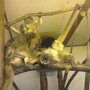 Black Howler Monkey - 01/02/15