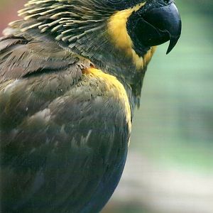 Duivenbode's Lory, 26th September 2013