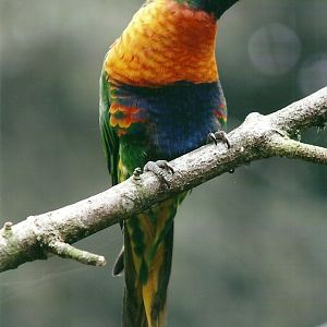 Swainson's Lorikeet, 26th September 2013