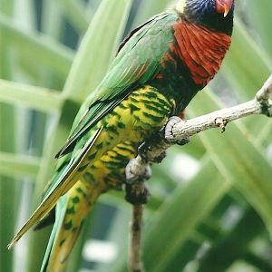 Green-naped Lorikeet, 26th September 2013