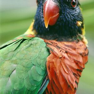 Green-naped Lorikeet, 26th September 2013