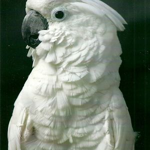 Umbrella Cockatoo, 26th September 2013