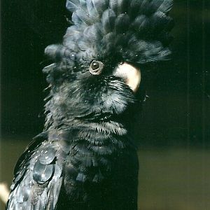 Red-tailed Black Cockatoo, 26th September 2013