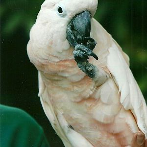 Moluccan Cockatoo, 26th September 2013