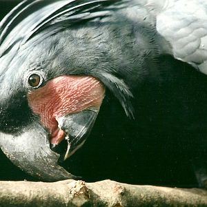 Palm Cockatoo, 26th September 2013