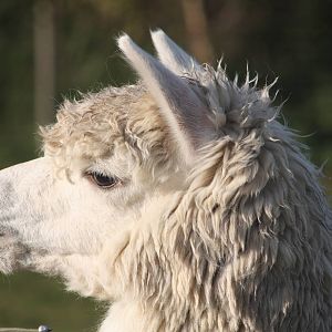 Alpaca, 29th October 2014