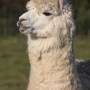Alpaca, 29th October 2014