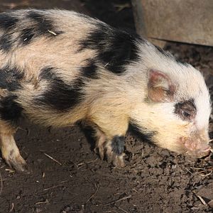 Piglet, 29th October 2014