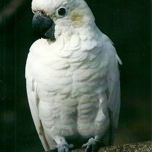Citron-crested Cockatoo, 26th September 2013