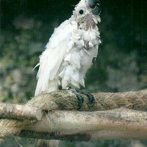 Young Citron-crested Cockatoo, 26th September 2013
