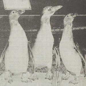 Humboldt penguins
