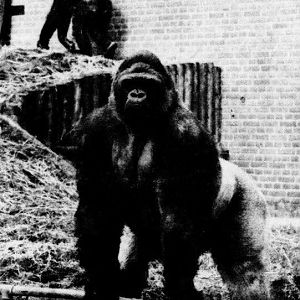 Bobby the Western lowland gorilla