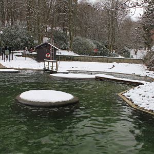 Part of Harbour seal exhibit