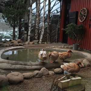 The Bird house - Swedish yellow ducks indoor exhibit