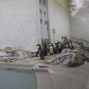 The Bird house - Penguins indoor exhibit