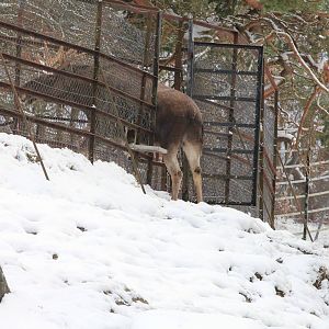 European elk