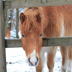 Gotland pony
