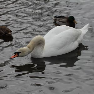 Mute Swan & Mallard