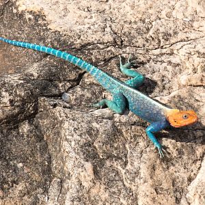 Red-headed Rock Agama