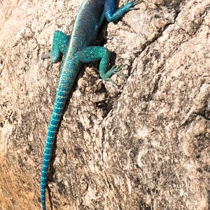 Red-headed Rock Agama