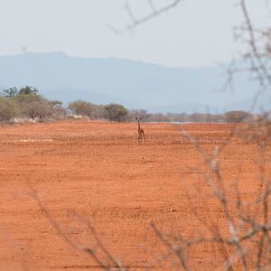 First sighting of a Gerenuk