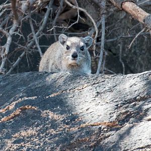 Bush Hyrax