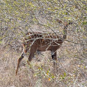 Lesser Kudu