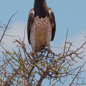 Martial Eagle